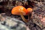 Lincoln forklift operator turned mushroom expert finds fungi — some rare — on days off