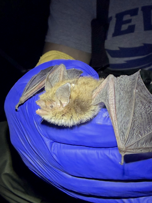 littlebrownbat.jpg