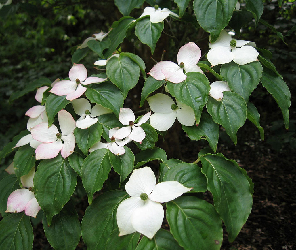 Many dogwoods adapted to local climate