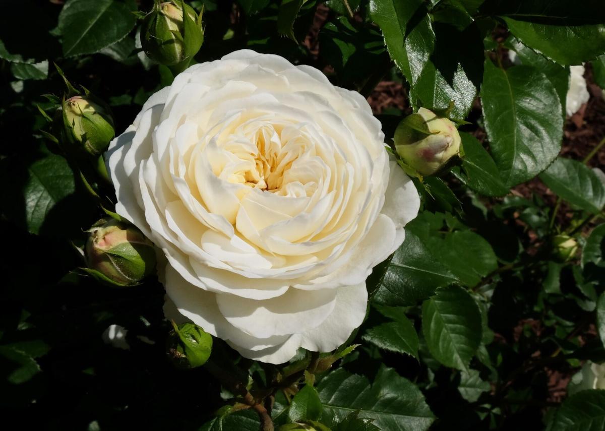 Omaha Rose Society