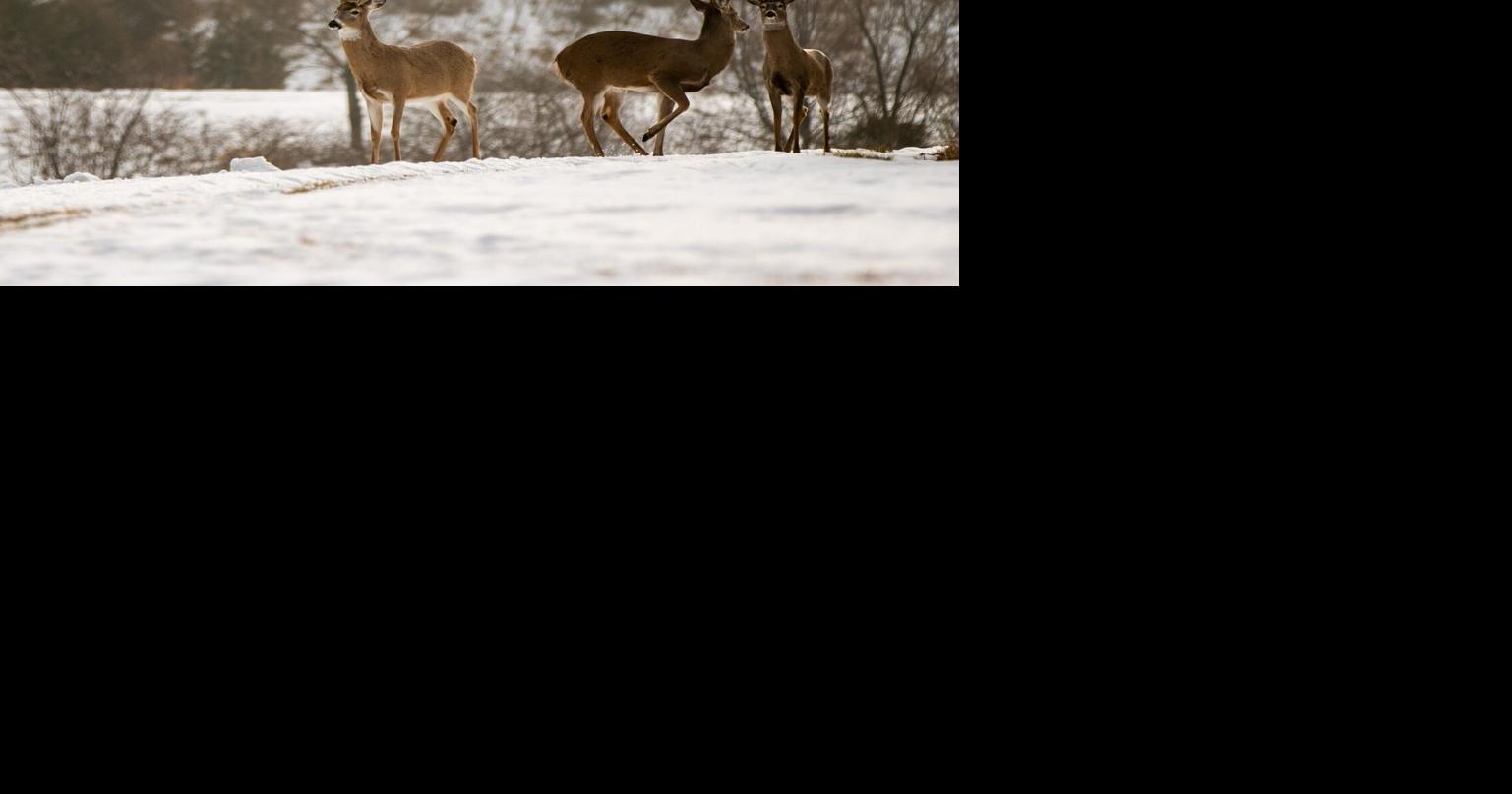 With Nebraska's deer herd dropping by half, Game and Parks seeks answers