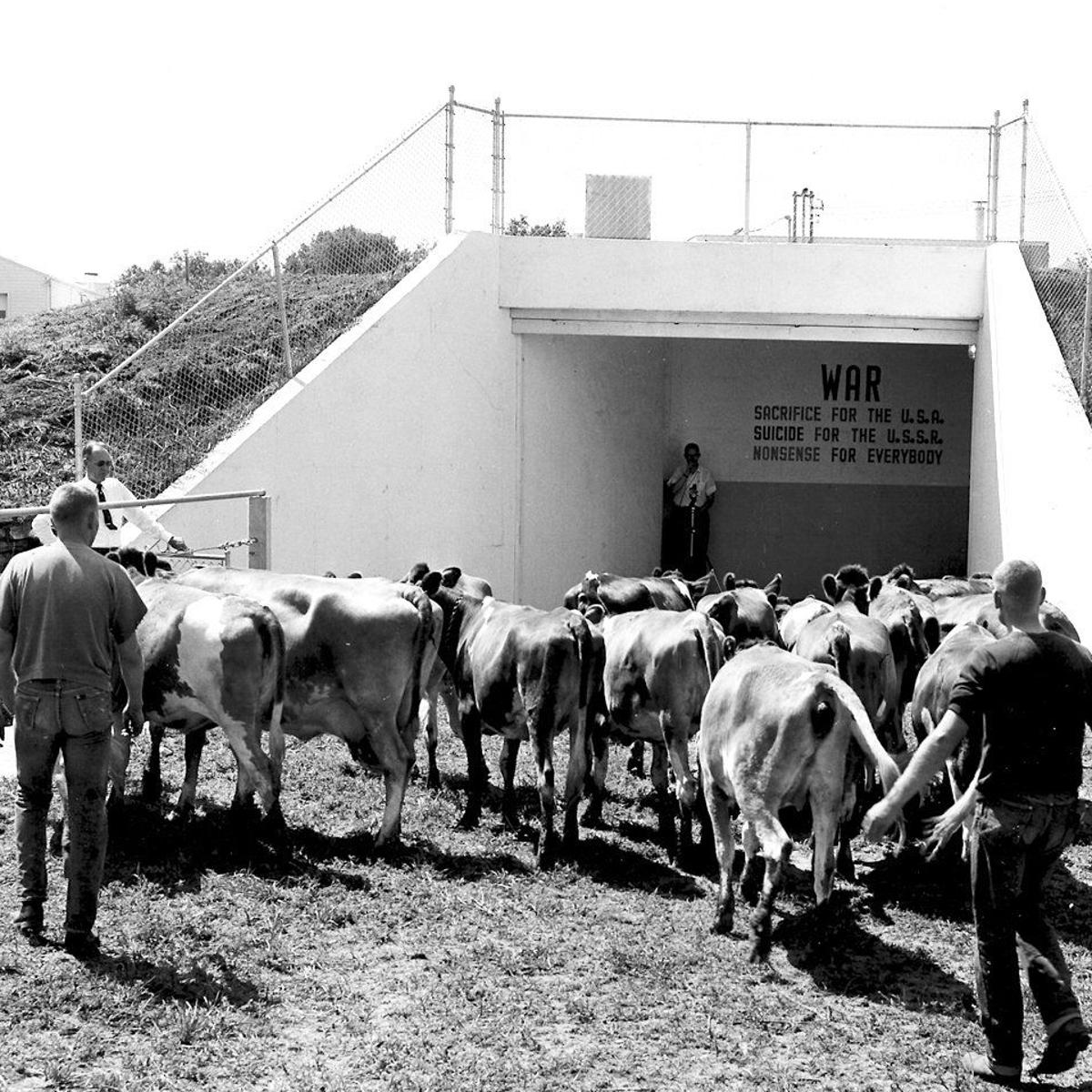 That Time They Tested A Cold War Fallout Shelter For Cows In Elkhorn Lifestyles Omaha Com