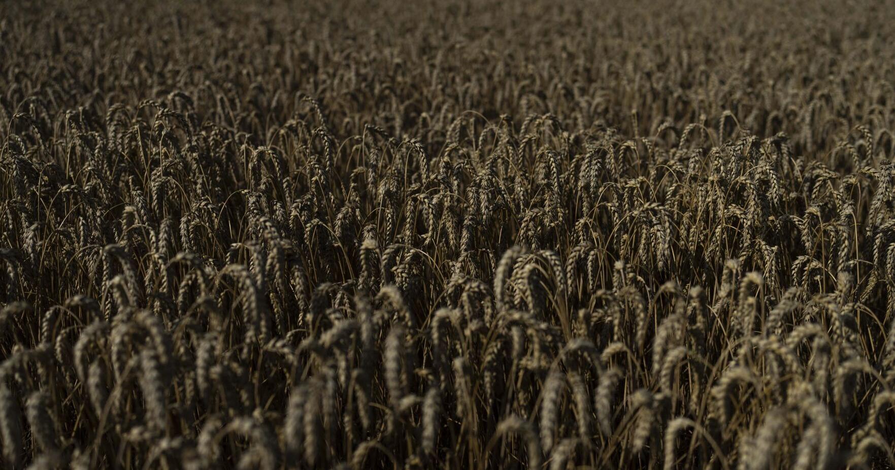 War in Ukraine: Grain farmers left with few export options - Vimarsana News