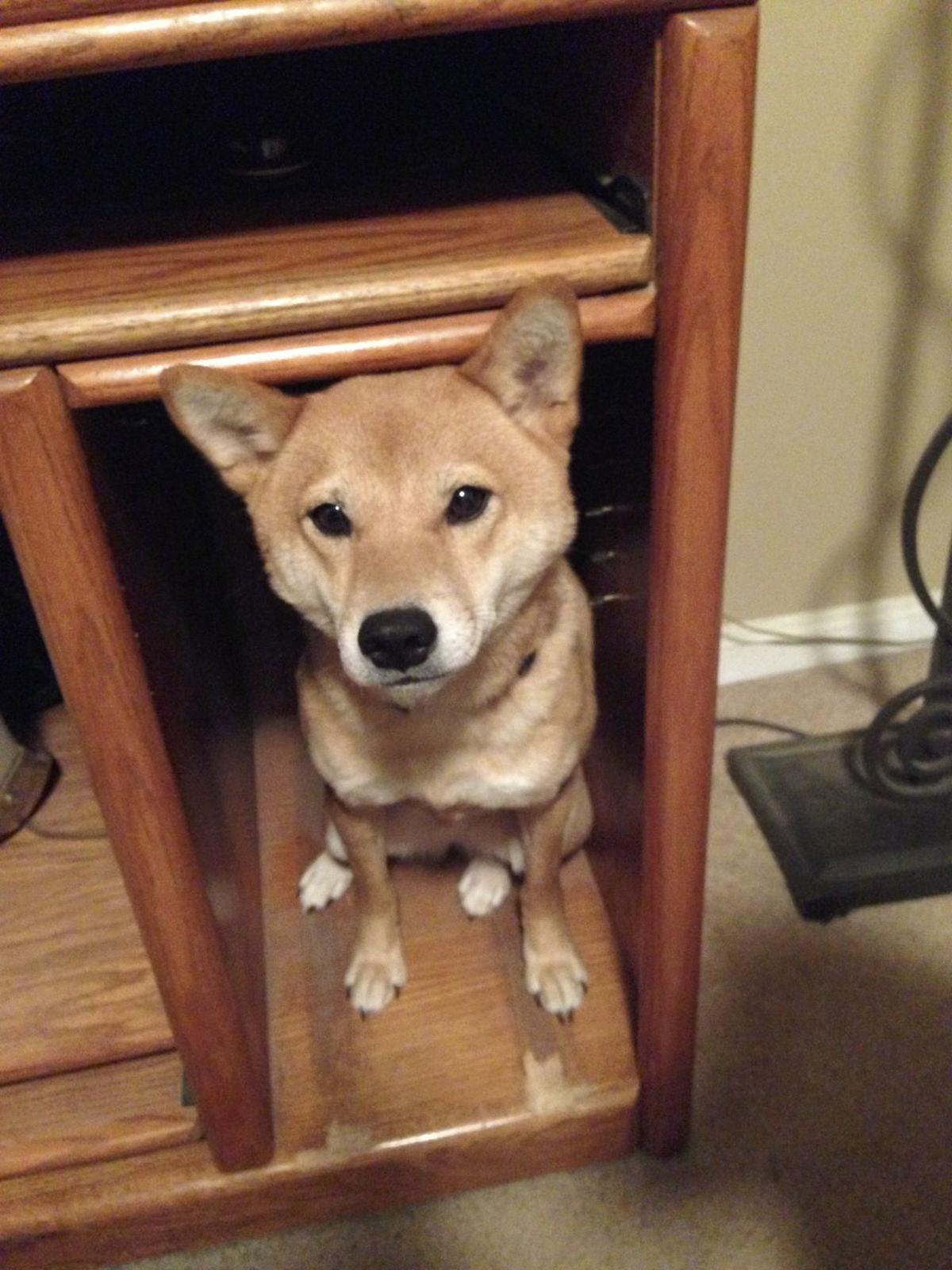 Dog Gone Problems Our dog hides under furniture David Codr