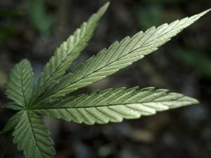 Pot busts: Nebraska State Patrol seizes 168 pounds of marijuana in separate traffic stops near Giltner