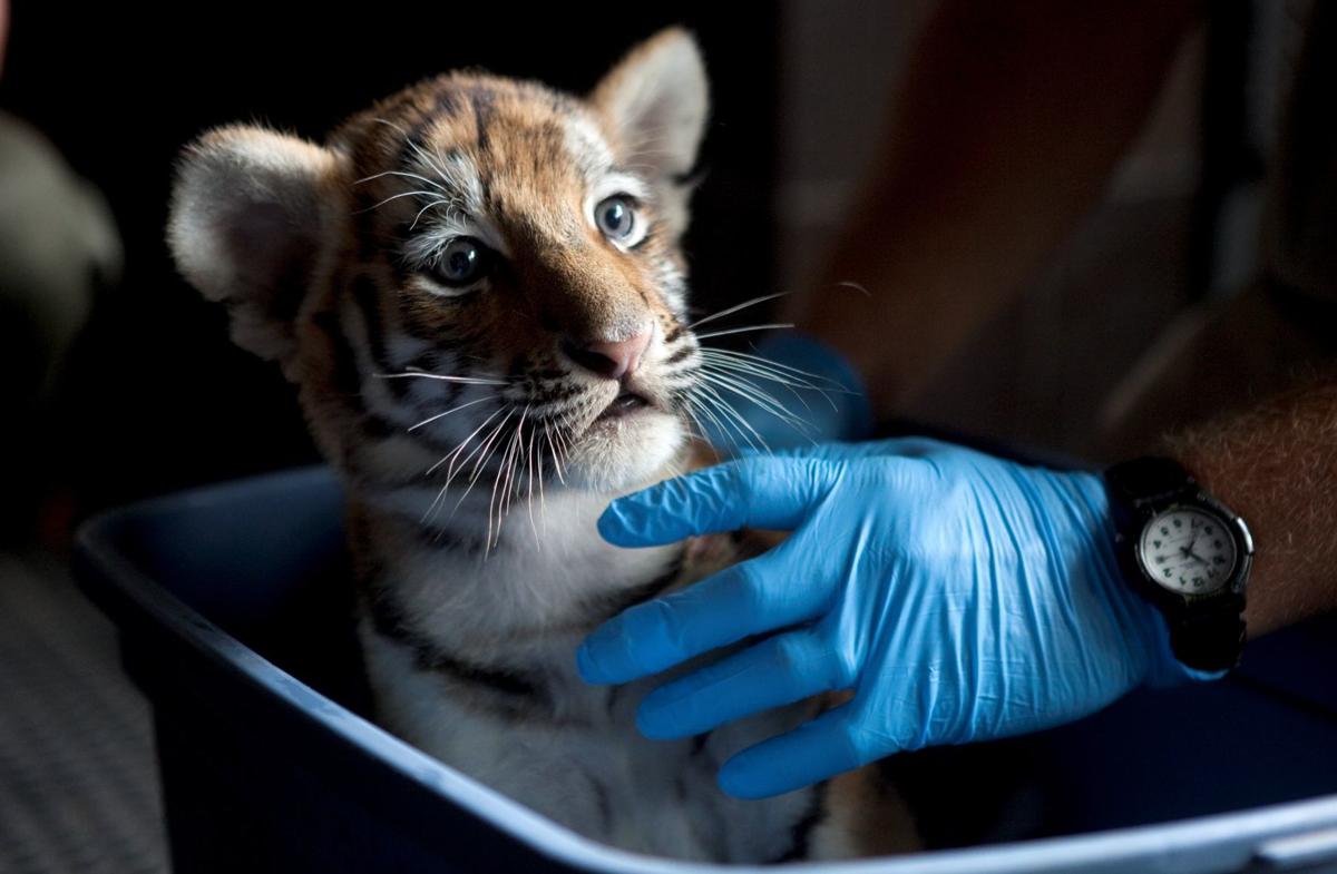 Indianapolis Zoo tiger cubs make public debut Friday