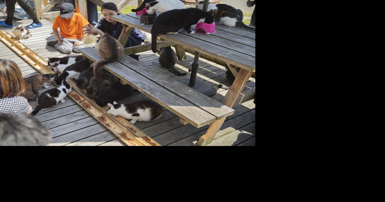 Cats outnumber humans on this Japanese island