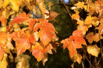 Fall Activities At Ponca State Park Local Sports Omaha Com