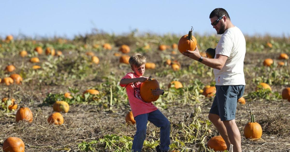 Vala's Pumpkin Patch and Apple Orchard implements new chaperone policy