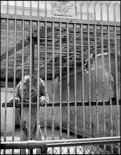 From The Archives The Omaha Zoo Archives Omaha Com