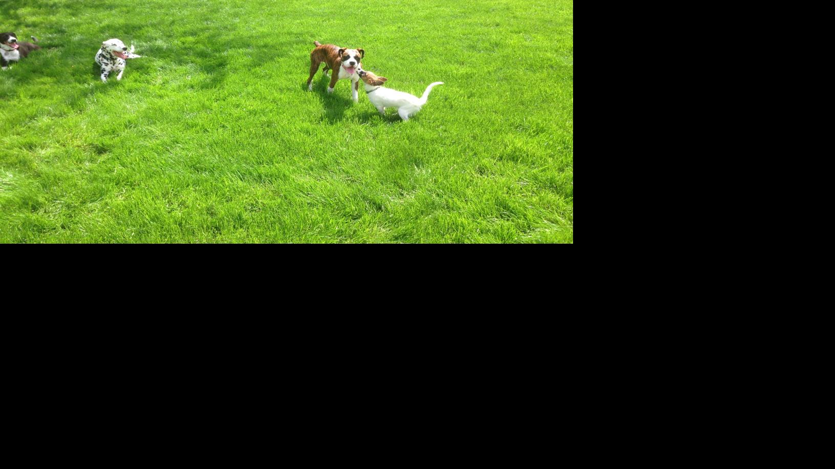 Dog Gone Problems: Proper etiquette at the dog park ...