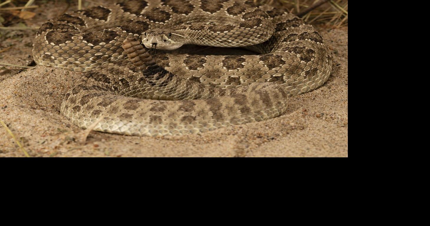 Rattlesnake warning greets players, fans before high school football game
