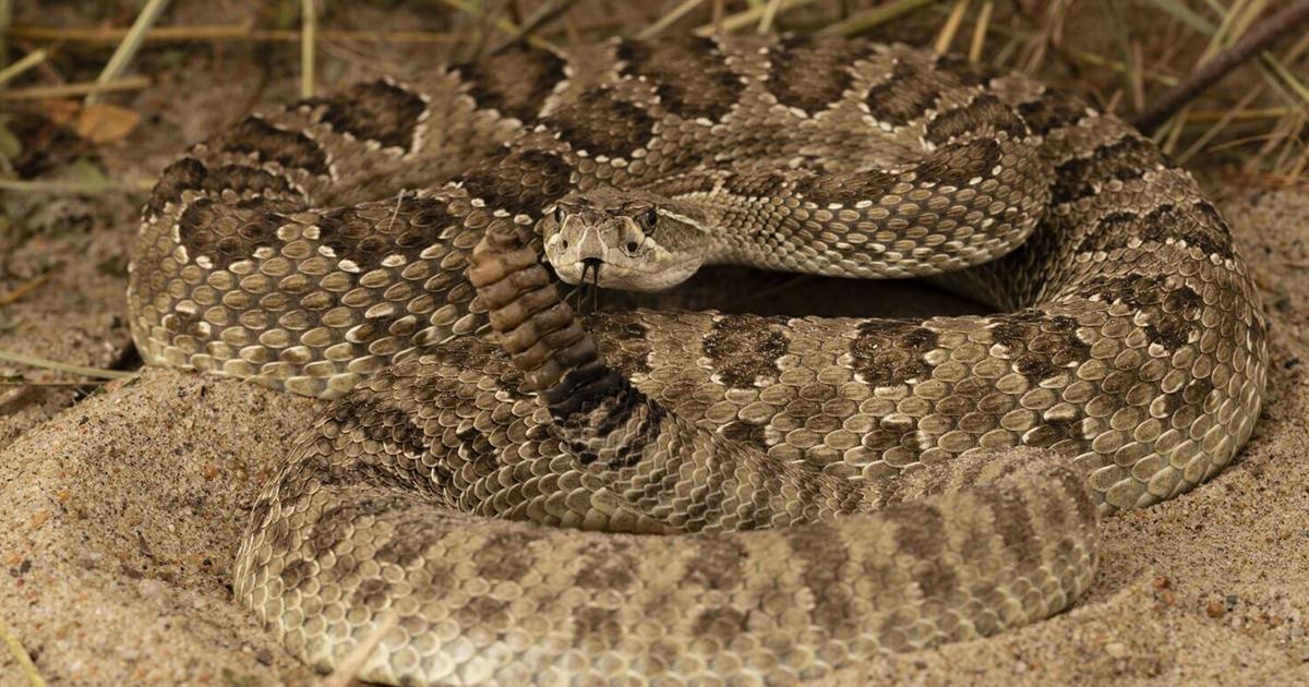 Rattlesnake warning greets players, fans before high school football game