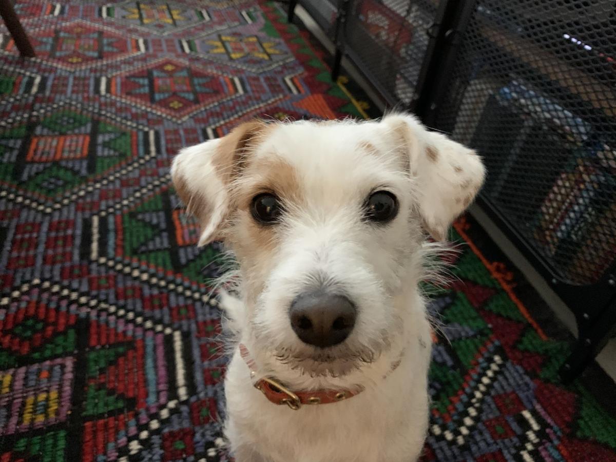Dog for 11/4/2020