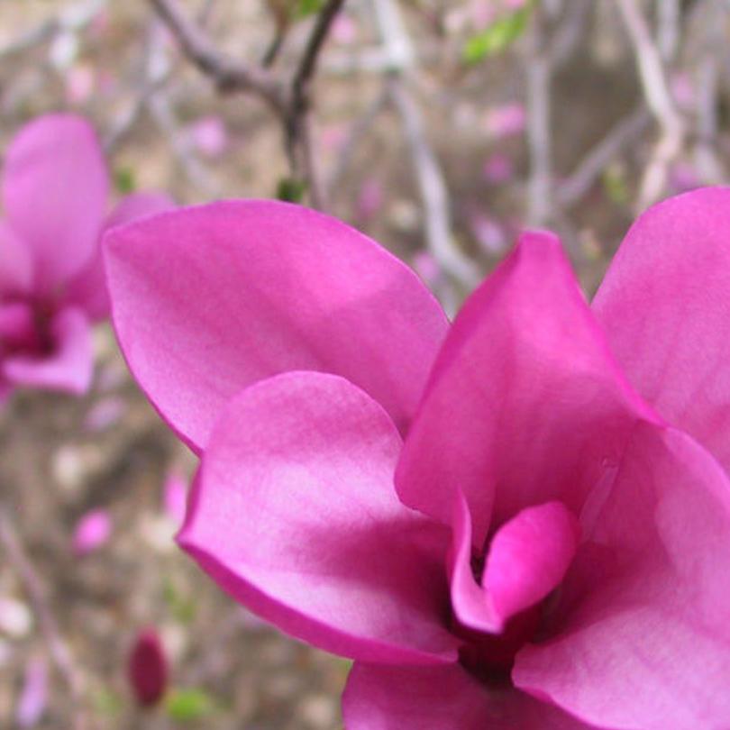 Flowering Trees Usher In Beauty Of Spring Lifestyles Omaha Com