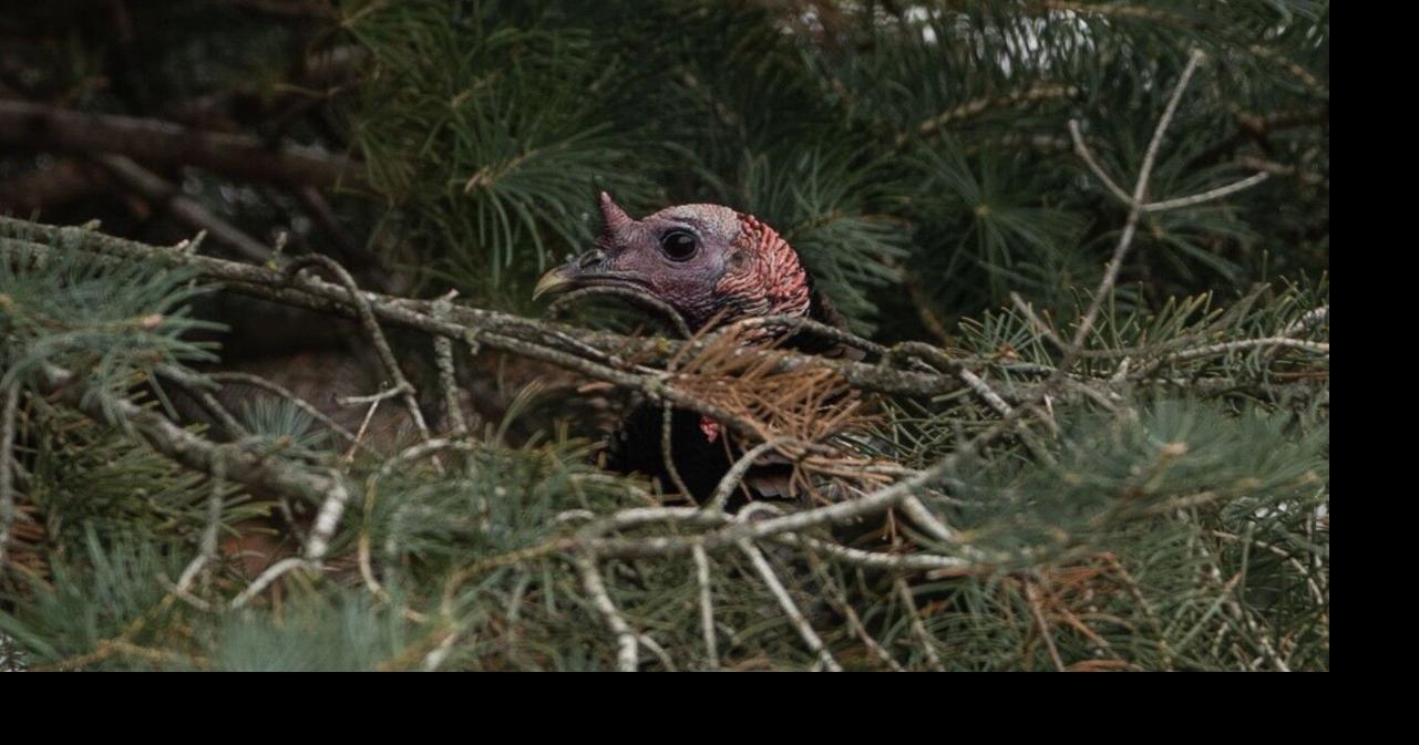 Nebraska Game and Parks approves turkey season changes, but shelves plans for deer