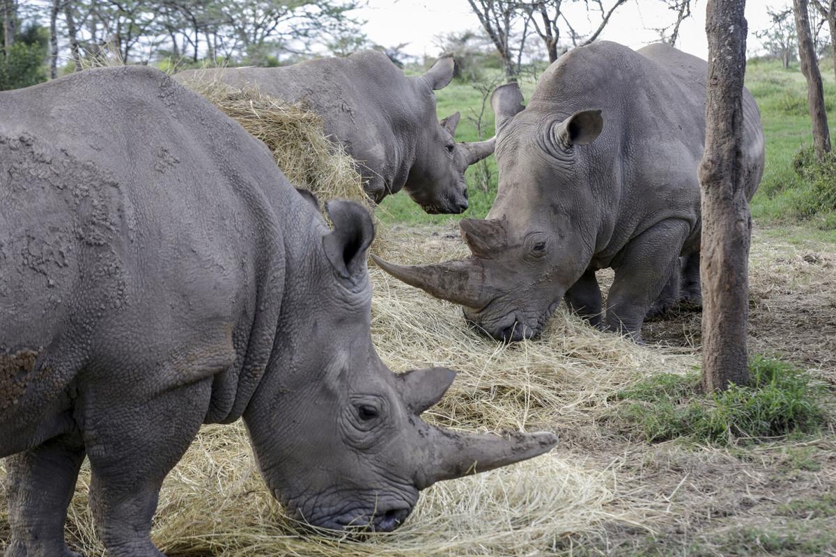 transfer subspecies rhino help nearly could extinct Embryo