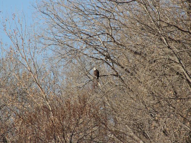 010423-gb-news-bird-count-p09.JPG