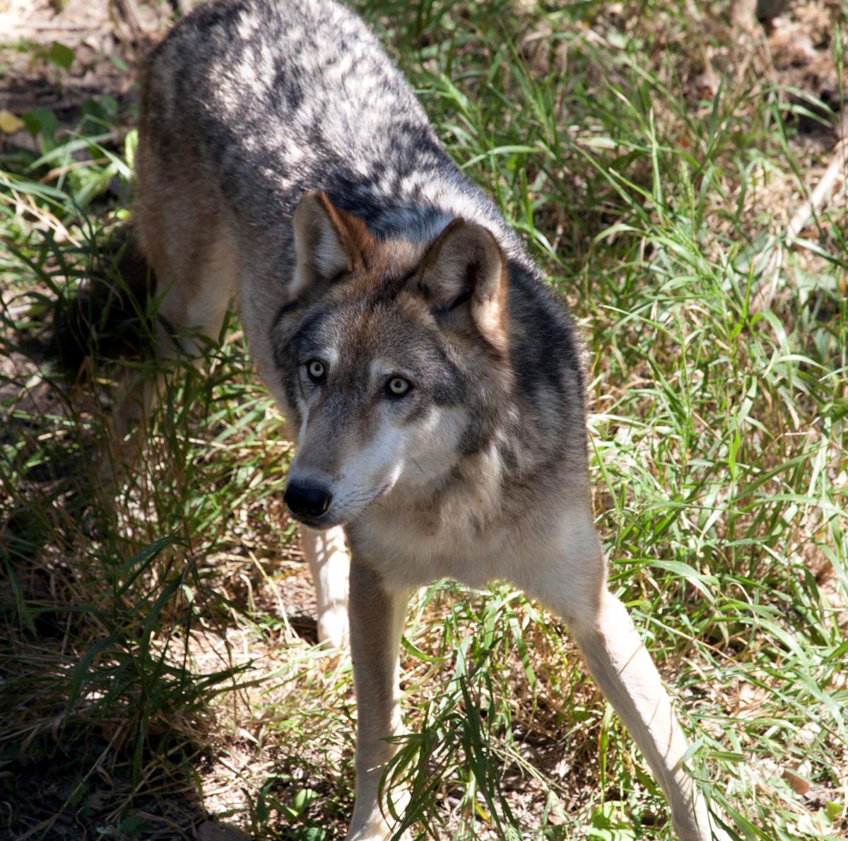 See wolves (and other animals) up close