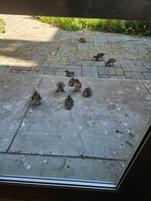 duckone.jpg.jpeg