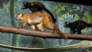 091026-owh-new-lemur-cm-14.JPG