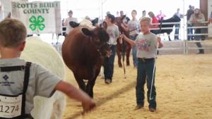 Showing market beef at the Scotts Bluff County Fair