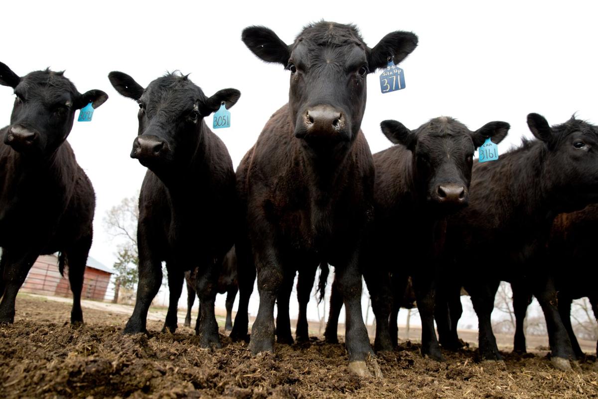 022521-owh-new-beef-p1 (copy)