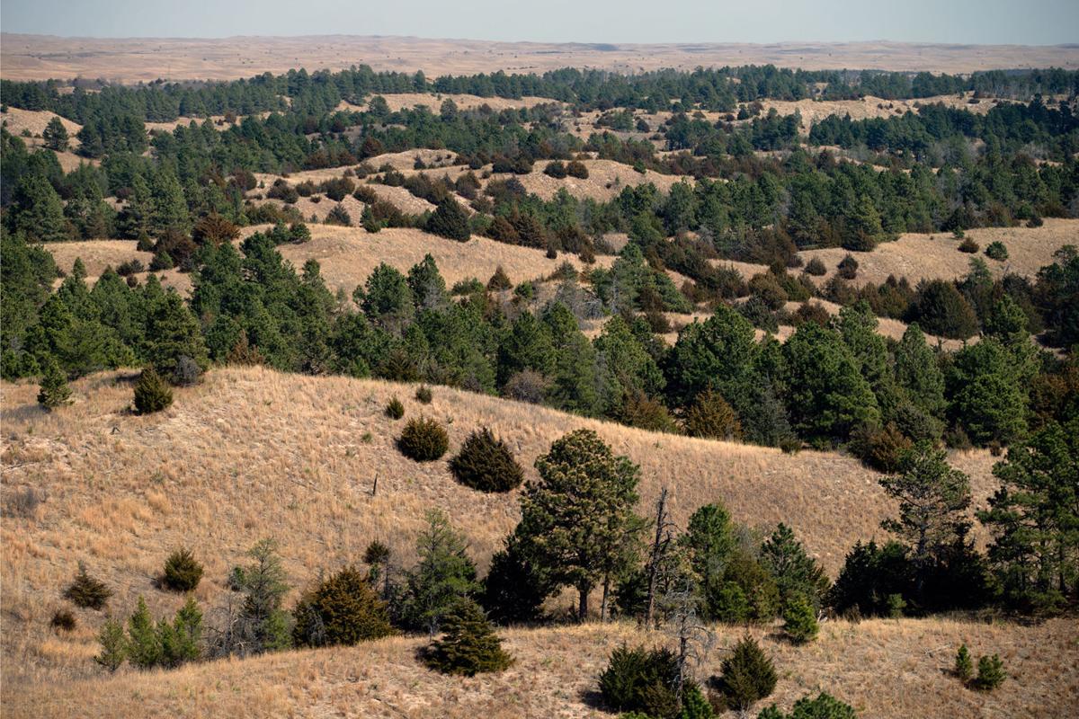 Pack a picnic and head to the largest man-made forest in the U.S.