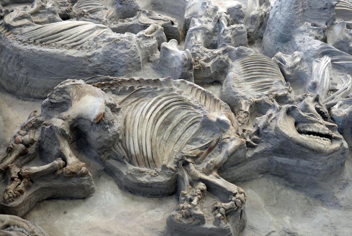 Check out the fossils of hundreds of animals
