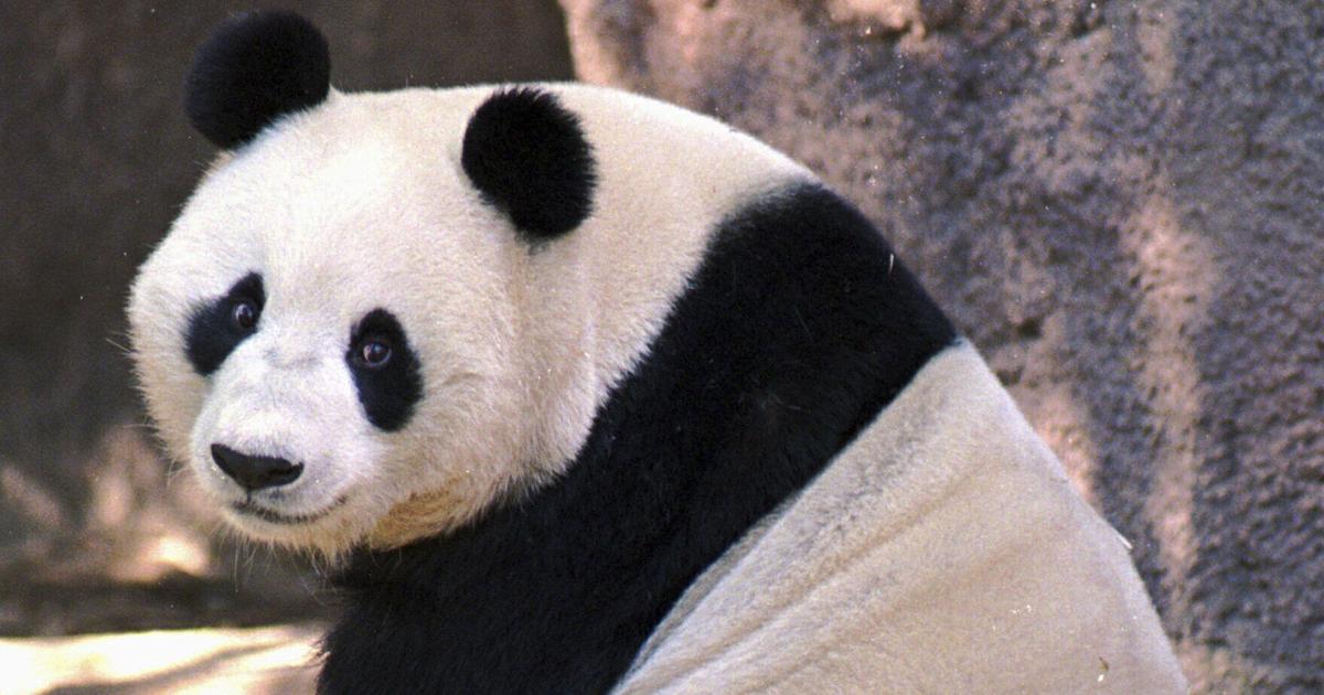 China plans to send San Diego Zoo more pandas this year