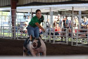 072426-dvd-news-pigs-p1.jpg