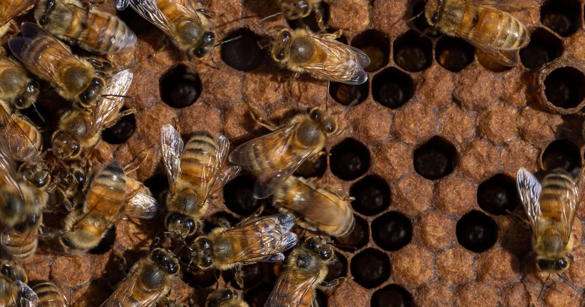 The Buzz in Emerson, Nebraska is all about the bees and honey