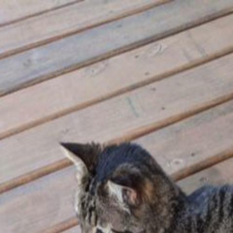 Watch After Attempted Cat Napping In Lincoln Police Ask For Help