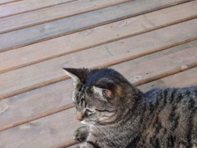 Watch After Attempted Cat Napping In Lincoln Police Ask For Help