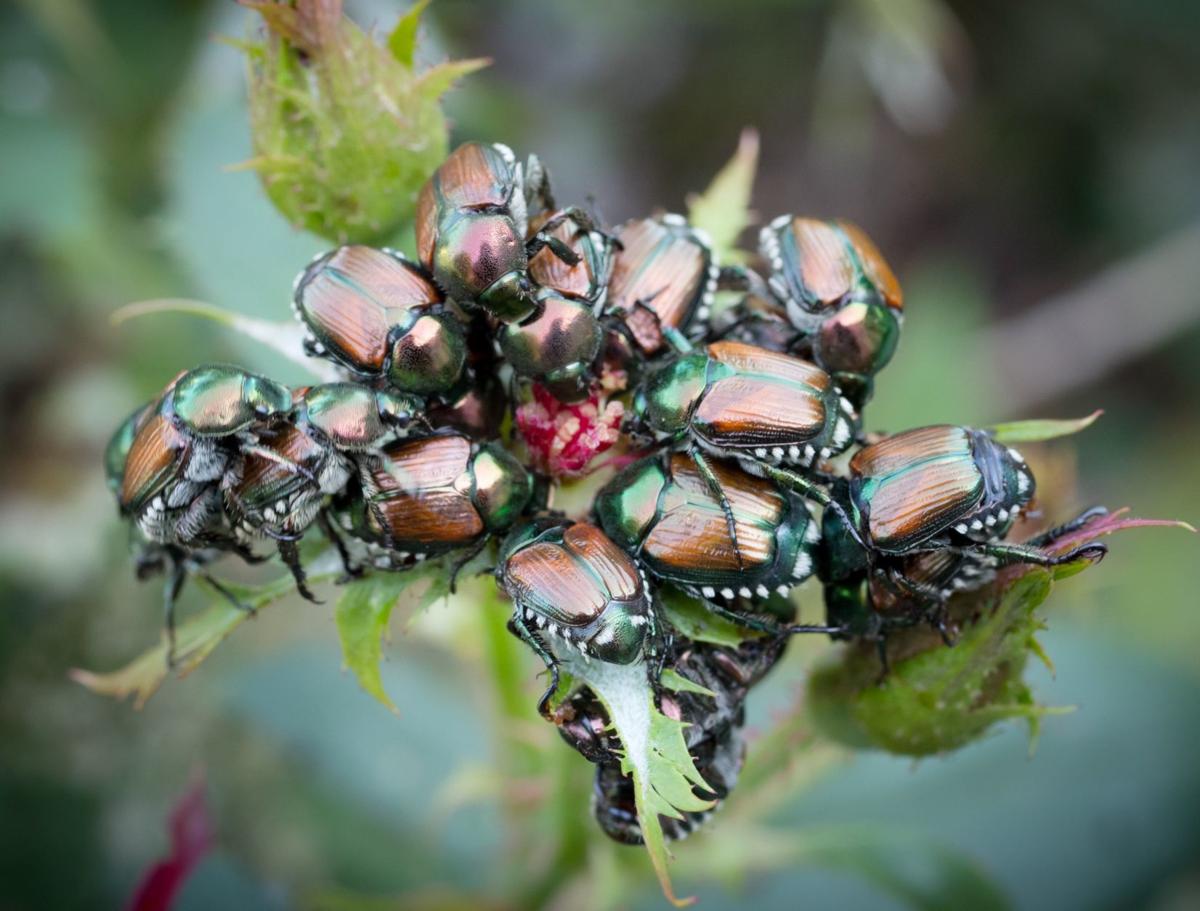 How to beat Japanese beetles and emerald ash borers this year Living