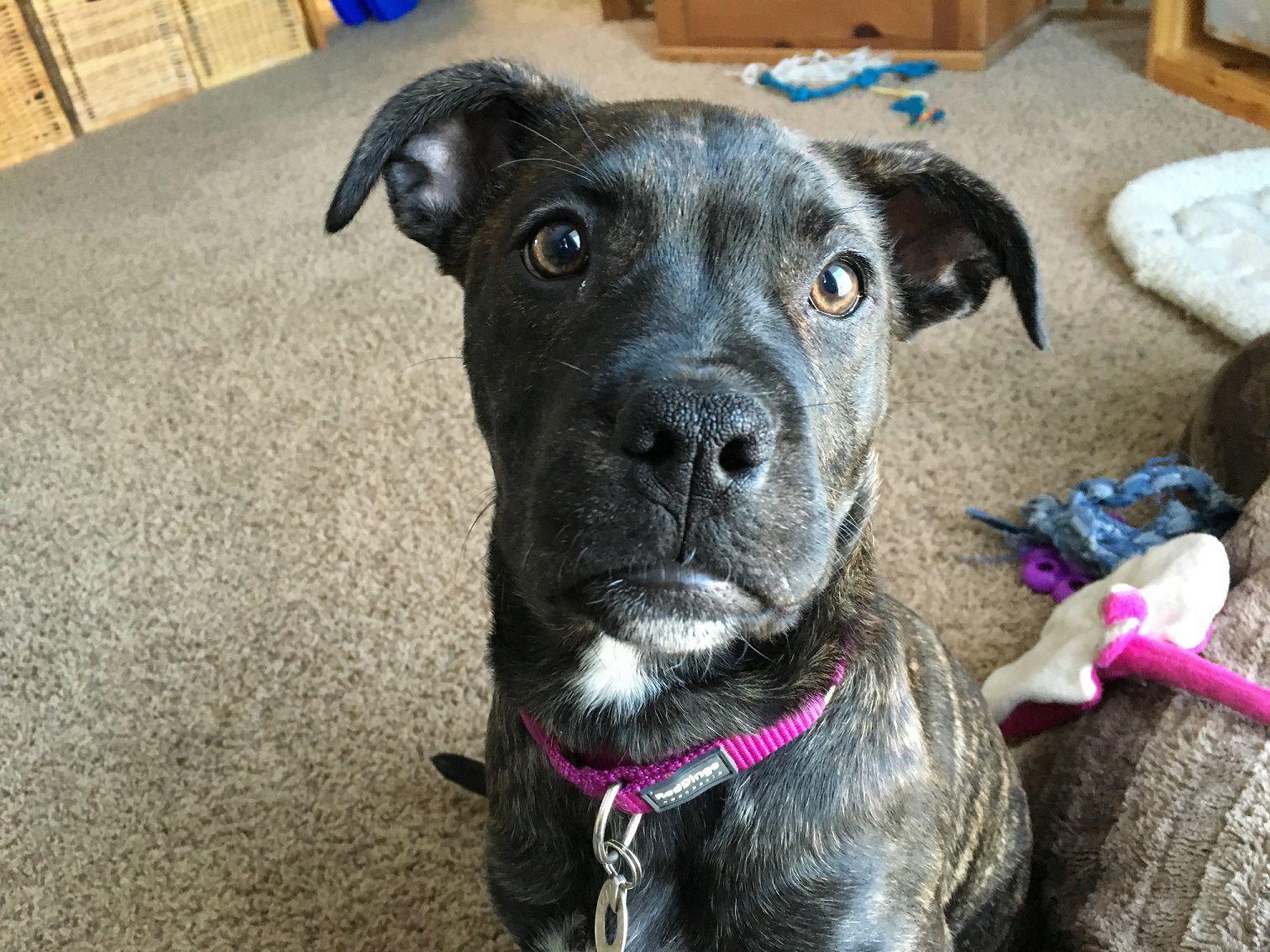 Dog Gone Problems 5 Tips To Help Dogs Who Suffer From Anxiety Blogs Omaha Com