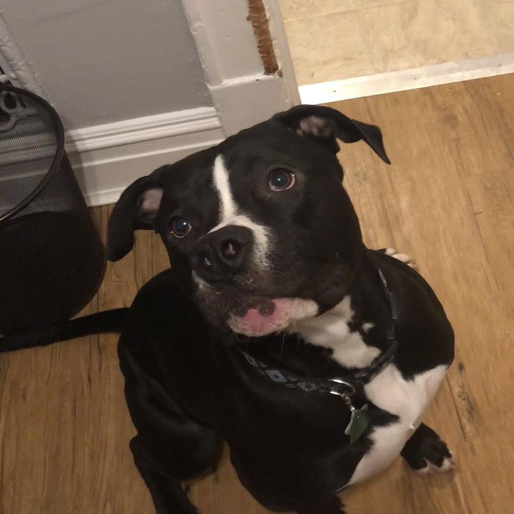 Dog Gone Problems My Dog Is Aggressive Toward My Roommate Momaha Omaha Com