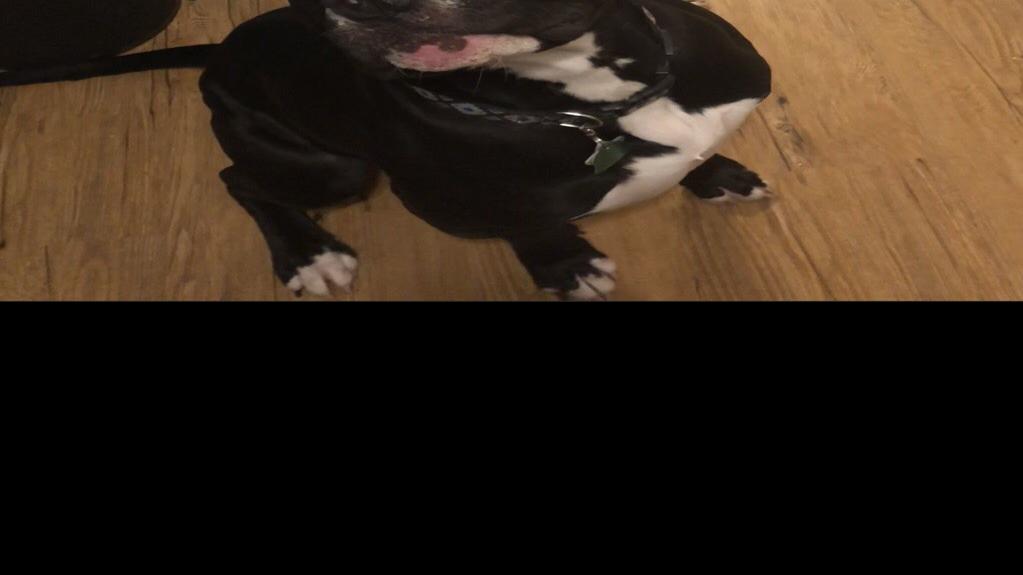 Dog Gone Problems My Dog Is Aggressive Toward My Roommate