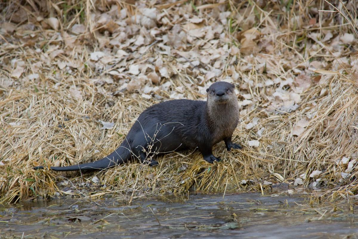 otter2.jpg (copy)