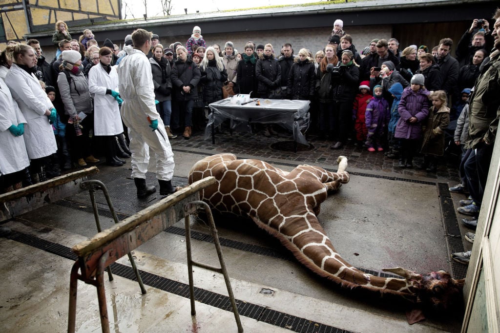 henry-doorly-director-european-zoos-more-likely-to-use-euthanasia-for-animal-population-control