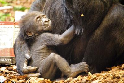 Omaha S Henry Doorly Zoo Announces Winning Name For Baby Gorilla