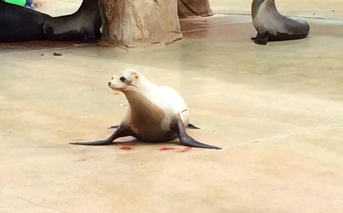 Pregnant sea lion at Omaha zoo dies after being tranquilized when it