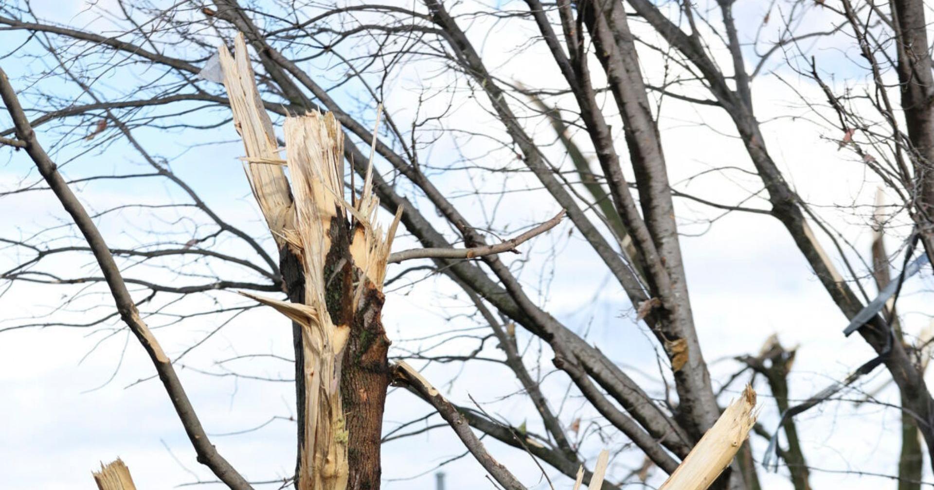 In the Garden: Get some advice before chopping down damaged trees after Omaha tornadoes - Vimarsana News