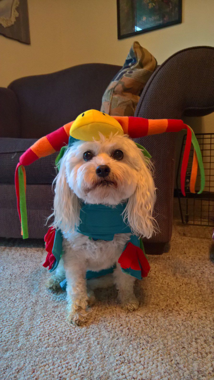shih tzu rescue omaha omaha family reunites with who was missing for three years news omaha shih tzu rescue omaha omaha family reunites with who was missing for three years news omaha