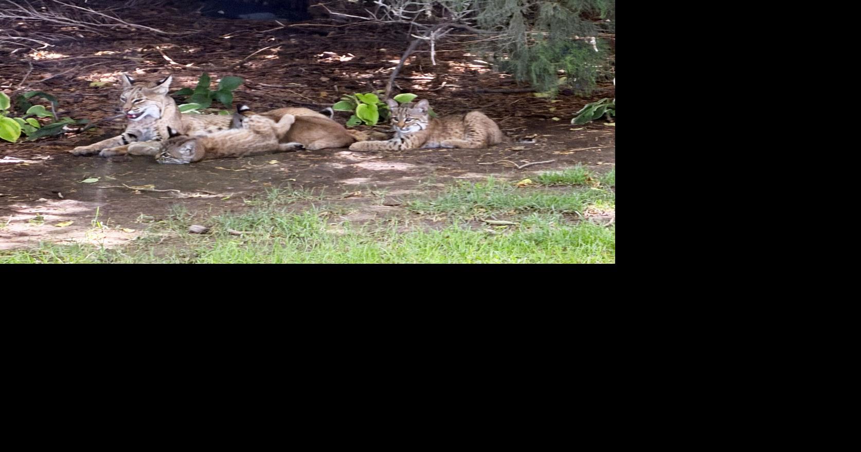 Visit by bobcat family with 4 babies another 'Wild Kingdom' moment for Nebraska couple
