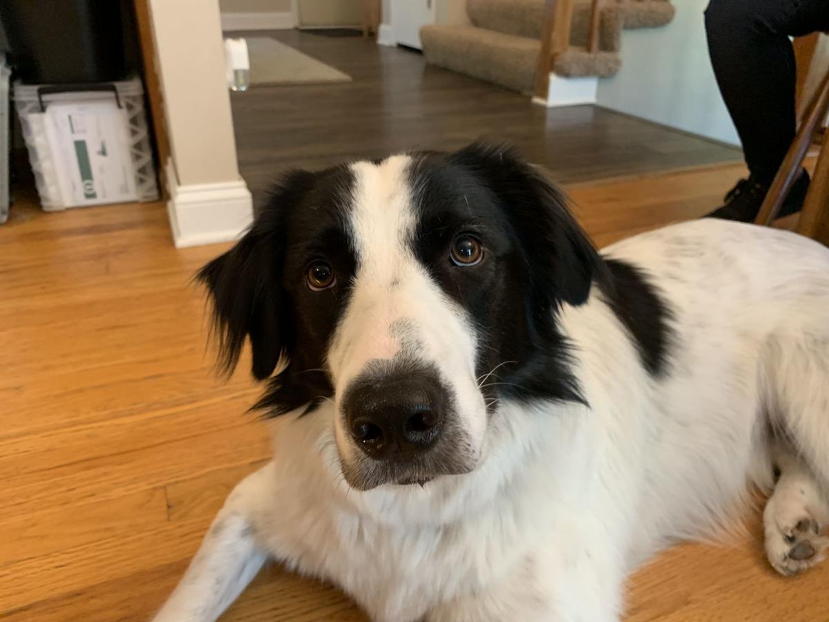Dog for 2/5