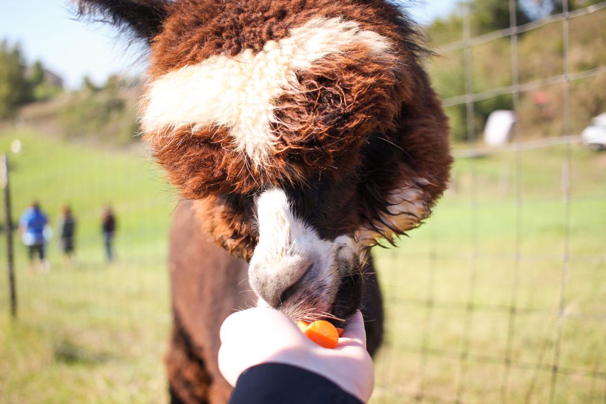 Feed an Alpaca without traveling to South America in local, family