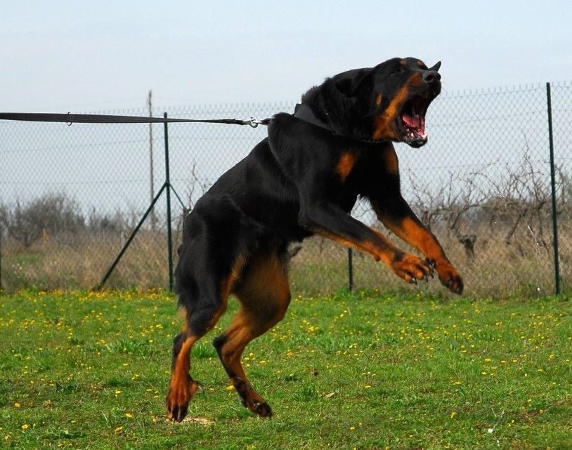 how to stop your dog lunging at other dogs