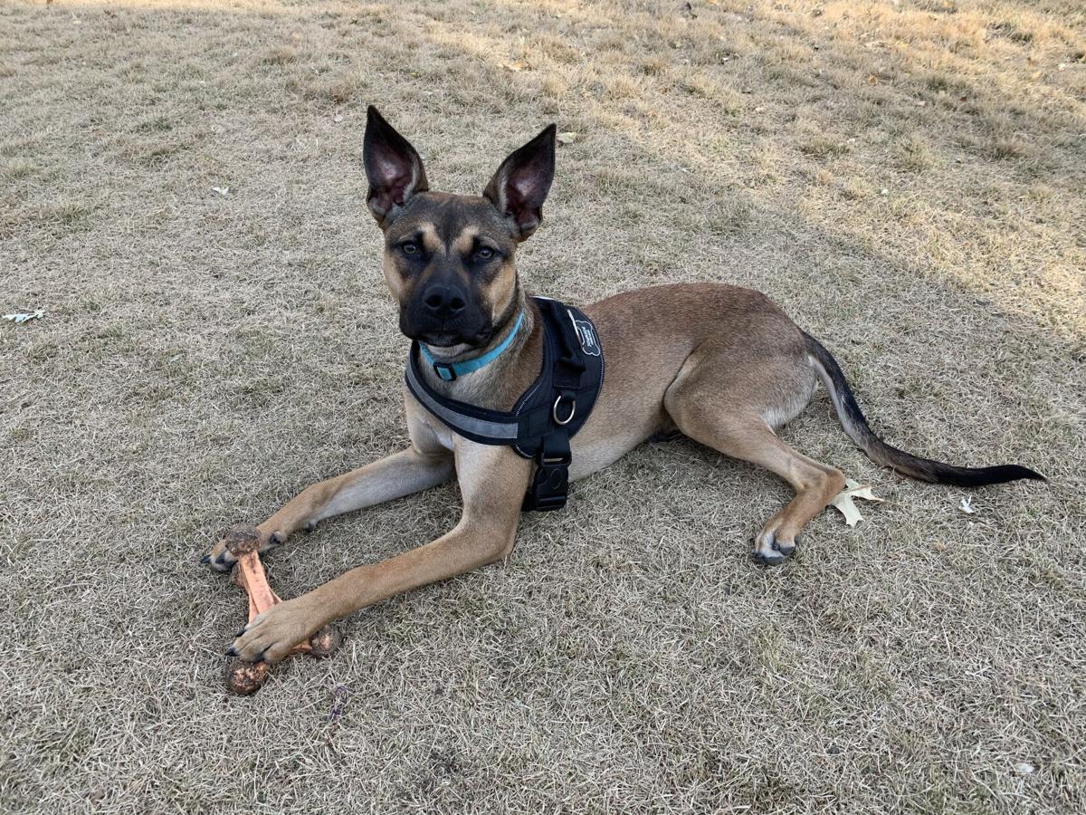 Dog for 12/30/20