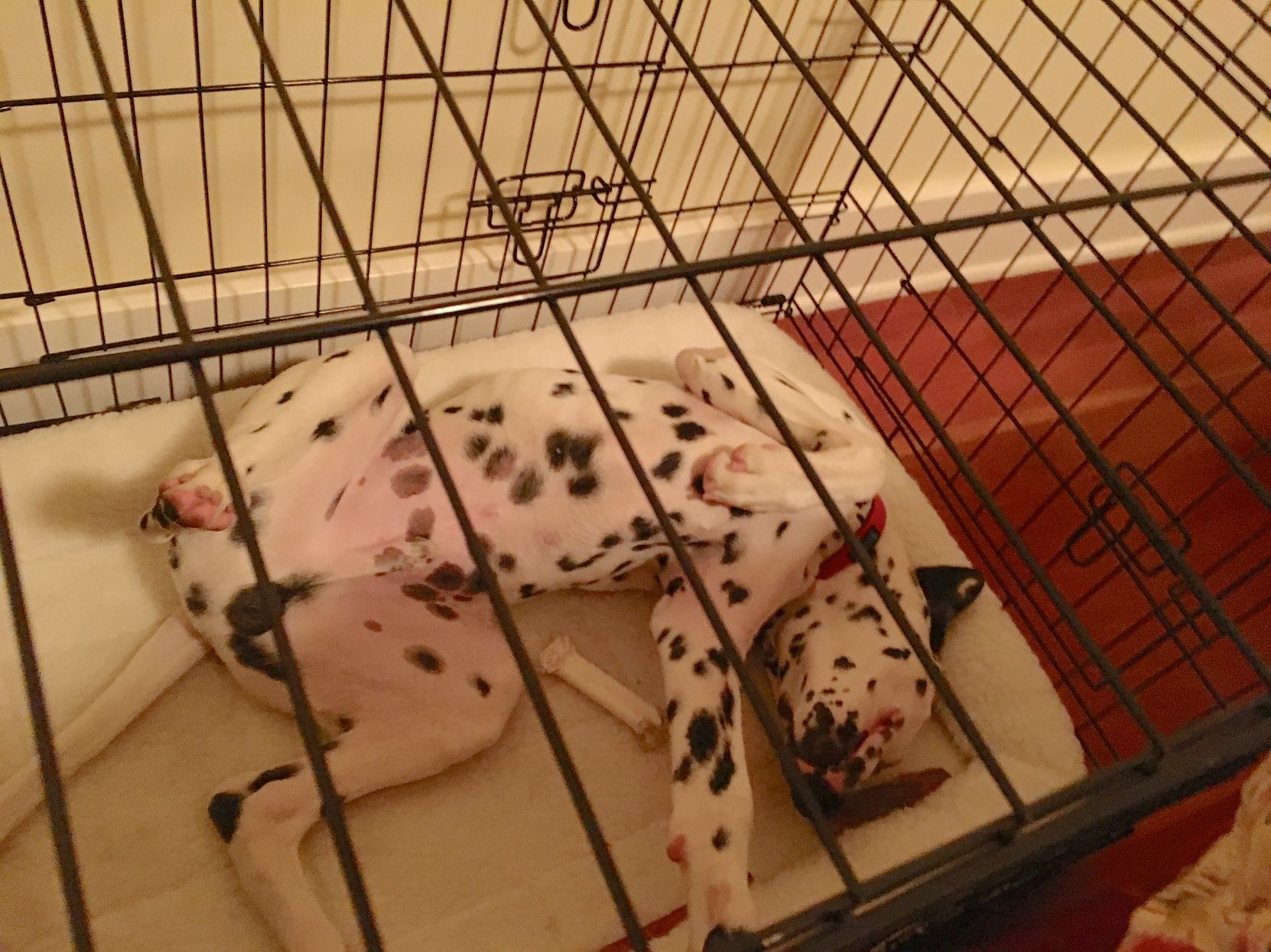 My puppy cries outlet in crate